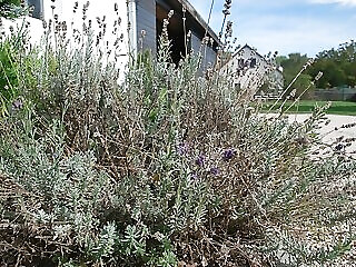 Garden Apartman Balatonlelle