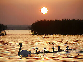 Hovirag Apartman Balatonbereny