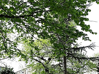 Vizkozeli Vendegszoba Balatonfured