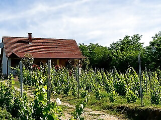 Vineas Vendeghaz Siklos