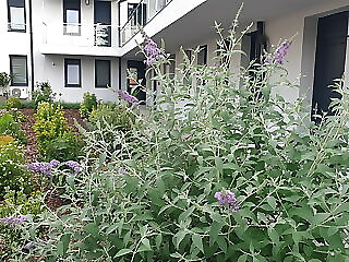 Silver Lodge Apartman Eger