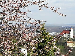 Tulipan Panorama Apartman Pecs