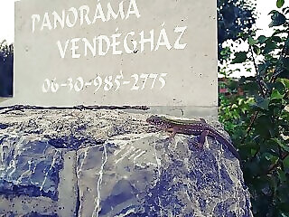 Panorama Vendeghaz Villany