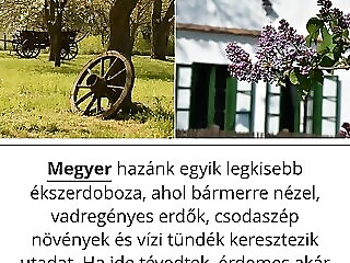 Pitypang Vendeghaz Megyer