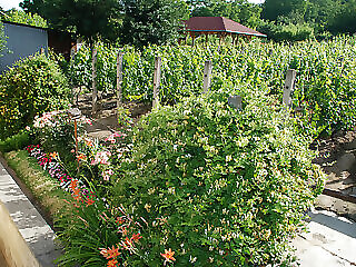 Panorama Apartman Sarvar