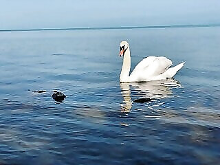 Csini Vendeghaz Balatonfoldvar