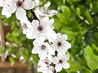 Harmonia Vendeghaz Igal