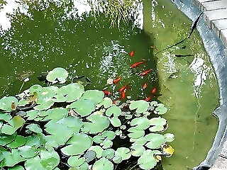 Green Lake Park Apartmanok Vecses