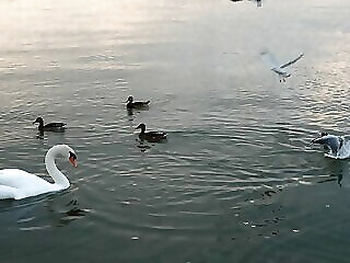 Silver Nyaralo Balatonfenyves