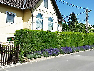 Torok Apartman Tihany