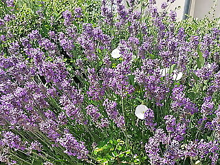 Viola Design Apartman Siofok