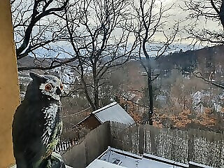 Baglyos Haz Noszvaj