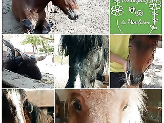 Poni Kucko Vendeghaz Es Minifarm Hosszuvolgy