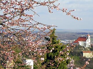 Tulipan Panorama Apartman Pecs szállás