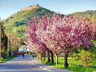 Visegrad Apartman szállás