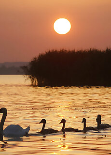 Hovirag Apartman Balatonbereny