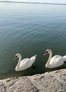 Baladise Apartman Balatonvilagos