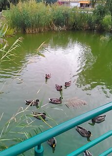 Horvath Apartman Cserkeszolo