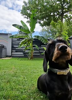 Tacsko Apartmanhaz Gyula