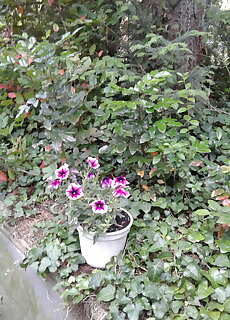 Magnolia Apartman Heviz
