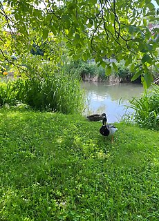 Suri Bau Apartman Mosonmagyarovar
