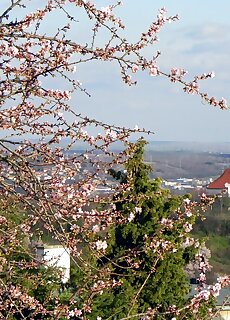 Tulipan Panorama Apartman Pecs