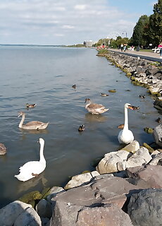 Tomjohn Apartman Siofok