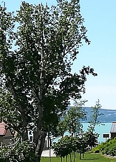 Ozone Apartman Siofok