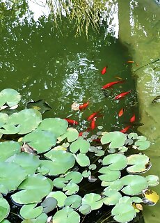 Green Lake Park Apartmanok Vecses