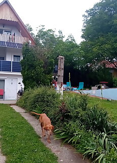 Motoros Barat Apartman Zebegeny