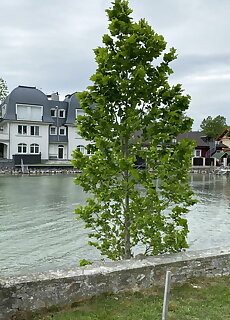 Kz Apartments Balatonboglar