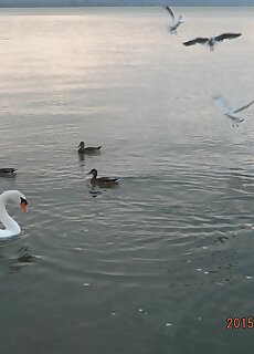 Silver Nyaralo Balatonfenyves