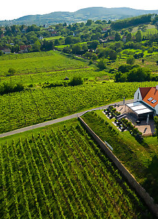 Vitis Kuria Balatonrendes