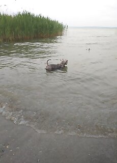 Balatonparti Kokenyes Nyaralohaz Balatonszepezd