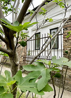 Wagner Villa 902 Budapest