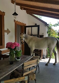 Igricz Farmhaz Pocsmegyer