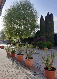 Oazis Hotel Nagykanizsa