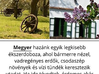 Pitypang Vendeghaz Megyer szállás