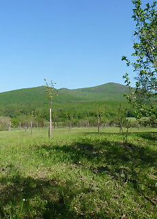 Tulipanzio Arka