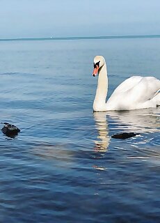 Csini Vendeghaz Balatonfoldvar