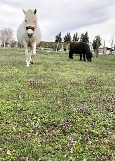 Diotoro Vendeghaz Balatonszabadi