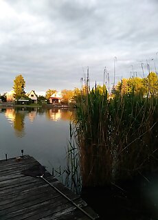 Levendula Vendeghaz Békésszentandrás