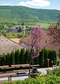 Pitypang Vendeghaz Felsotarkany