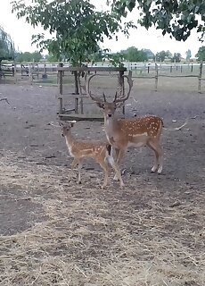 Allatpark Vendeghaz Fuzesgyarmat