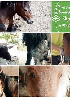 Poni Kucko Vendeghaz Es Minifarm Hosszuvolgy