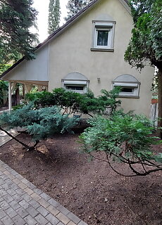 Cedrus Vendeghaz Kunfeherto