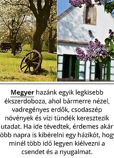 Pitypang Vendeghaz Megyer