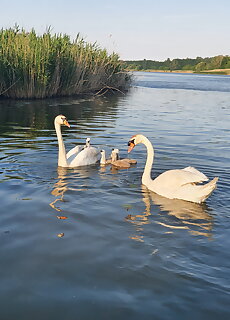 Tisza Tavi Kiserdo Vendeghaz Tiszaderzs