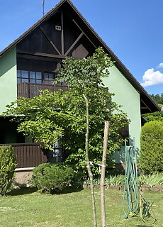 Miki Papa Vendeghaz Tiszafured