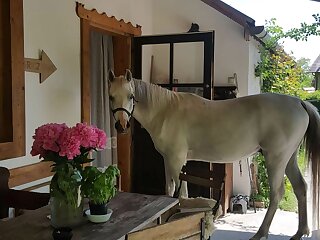 Igricz Farmhaz Pocsmegyer szállás